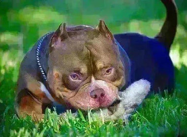 NO, the Pocket Bully Isn’t Banned: Debunking Myths and Celebrating a Gentle Breed