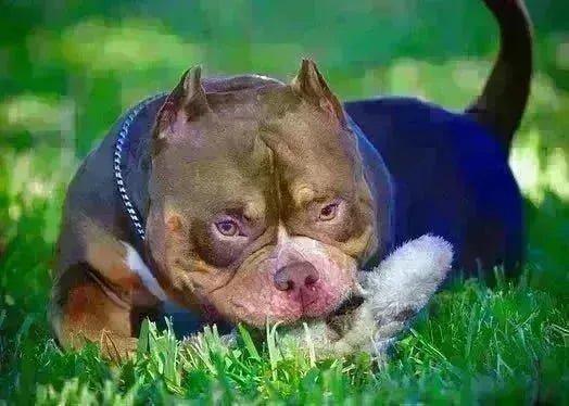 NO, the Pocket Bully Isn’t Banned: Debunking Myths and Celebrating a Gentle Breed-Venomline | Texas Size Bullies | Top Pocket Bully Kennel