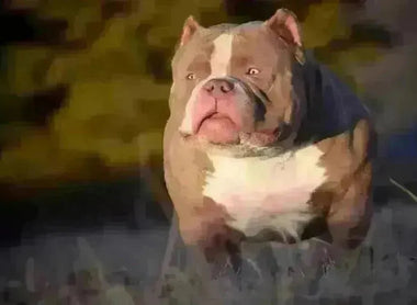 Phenotype vs Genotype in American Bully Breeding: The Complete 2025 Guide