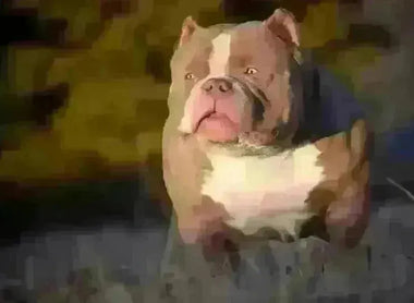 Phenotype vs Genotype in American Bully Breeding: The Complete 2025 Guide