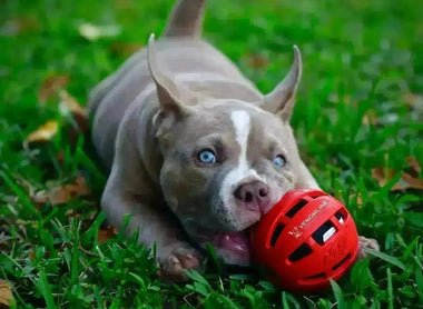 Pocket American Bully Health & Care Guide (2025): Keeping Your Bully Healthy and Happy
