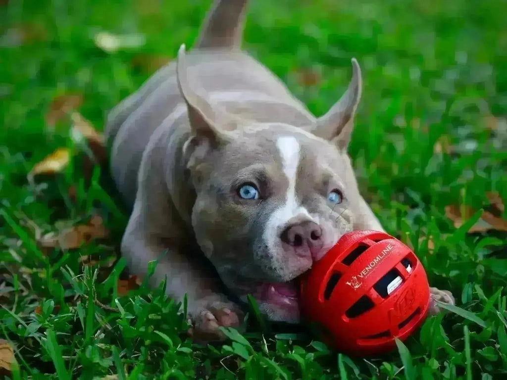 Pocket American Bully Health & Care Guide (2025): Keeping Your Bully Healthy and Happy-Venomline | Texas Size Bullies | Top Pocket Bully Kennel