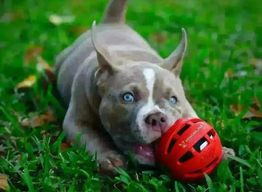Pocket American Bully Health & Care Guide (2025): Keeping Your Bully Healthy and Happy