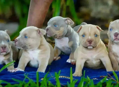 Pocket American Bully Puppies for Sale — Venomline’s Recent Litter