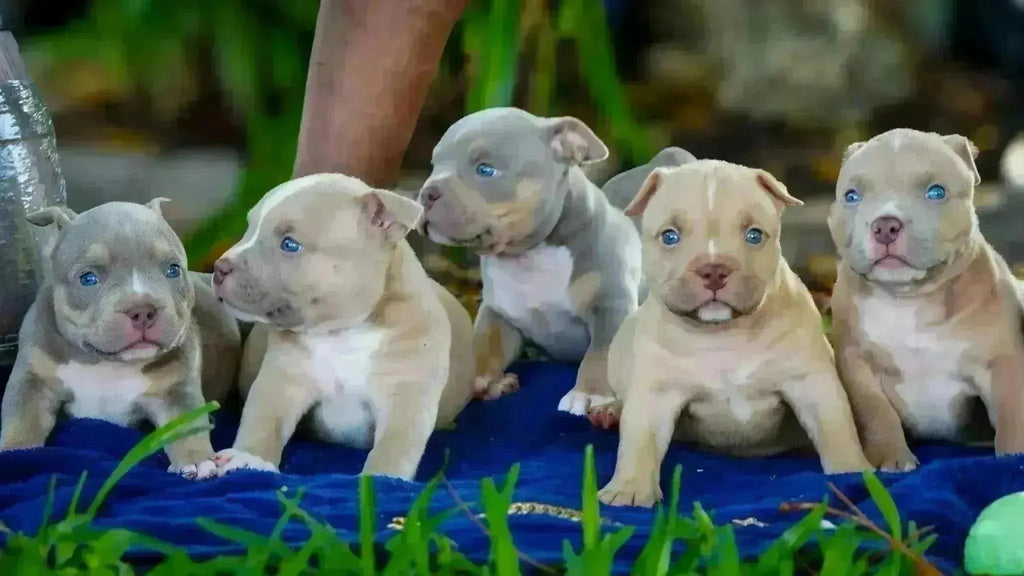 Pocket American Bully Puppies for Sale — Venomline’s Recent Litter-Venomline | Texas Size Bullies | Top Pocket Bully Kennel