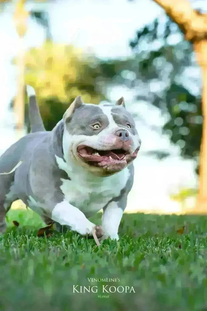 Pocket & American Bully Training Guide 2025 | Venomline-Venomline | Texas Size Bullies | Top Pocket Bully Kennel