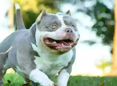 Pocket & American Bully Training Guide 2025 | Venomline