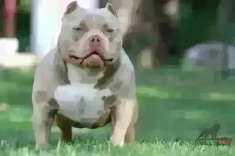 Pocket Bully Growth & Weight Chart (2025): Size by Age, Photos & Calculator-Venomline | Top Pocket American Bully Breeder