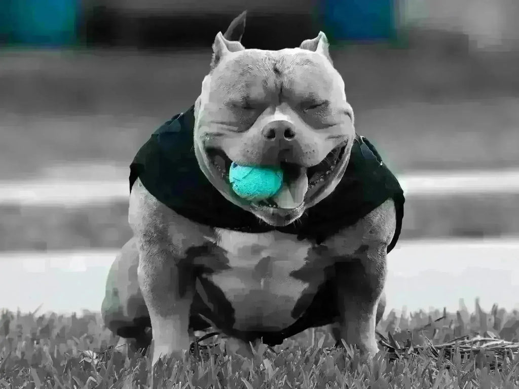 Pocket Bully Health 2025: Common Health Issues, Prevention and Care Tips for Owners-Venomline | Texas Size Bullies | Top Pocket Bully Kennel