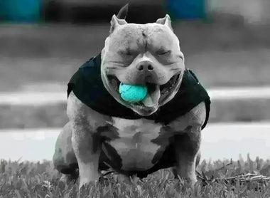 Pocket Bully Health 2025: Common Health Issues, Prevention and Care Tips for Owners