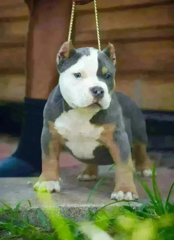 Pocket Bully Puppies for Sale Near You (2025): State-by-State Buyer’s Hub-Venomline | Texas Size Bullies | Top Pocket Bully Kennel