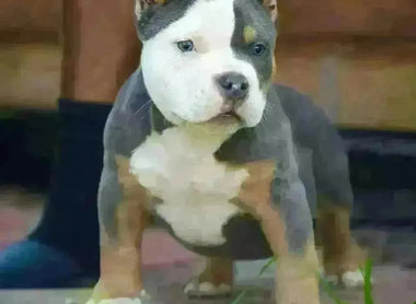 Pocket Bully Puppies for Sale Near You (2025): State-by-State Buyer’s Hub