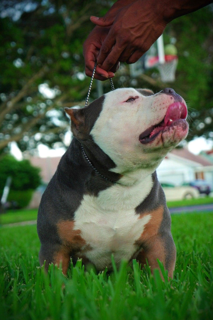 Pocket Bully Puppies for Sale: Prices, Top Bloodlines, Stud Service & Shipping Guide 2025-Venomline | Top Pocket American Bully Breeder