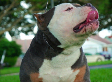 Pocket Bully Puppies for Sale: Prices, Top Bloodlines, Stud Service & Shipping Guide 2025