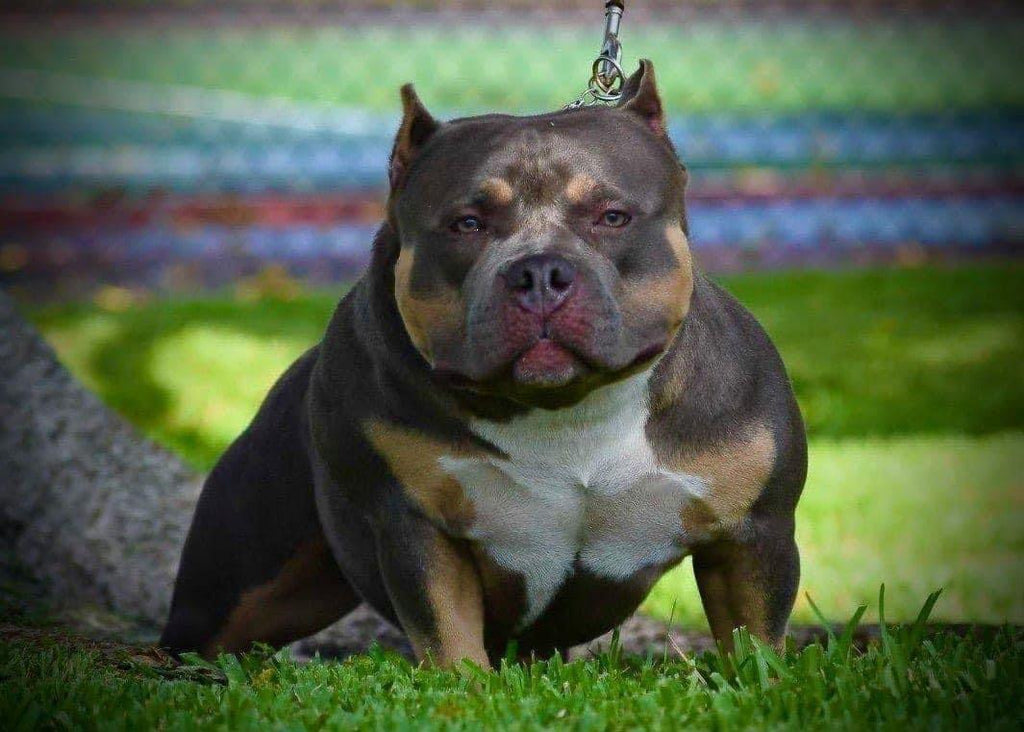Pups to Adults: 9 Incredible American Bully Transformations You Have to See To Believe!-Venomline | Top Pocket American Bully Breeder