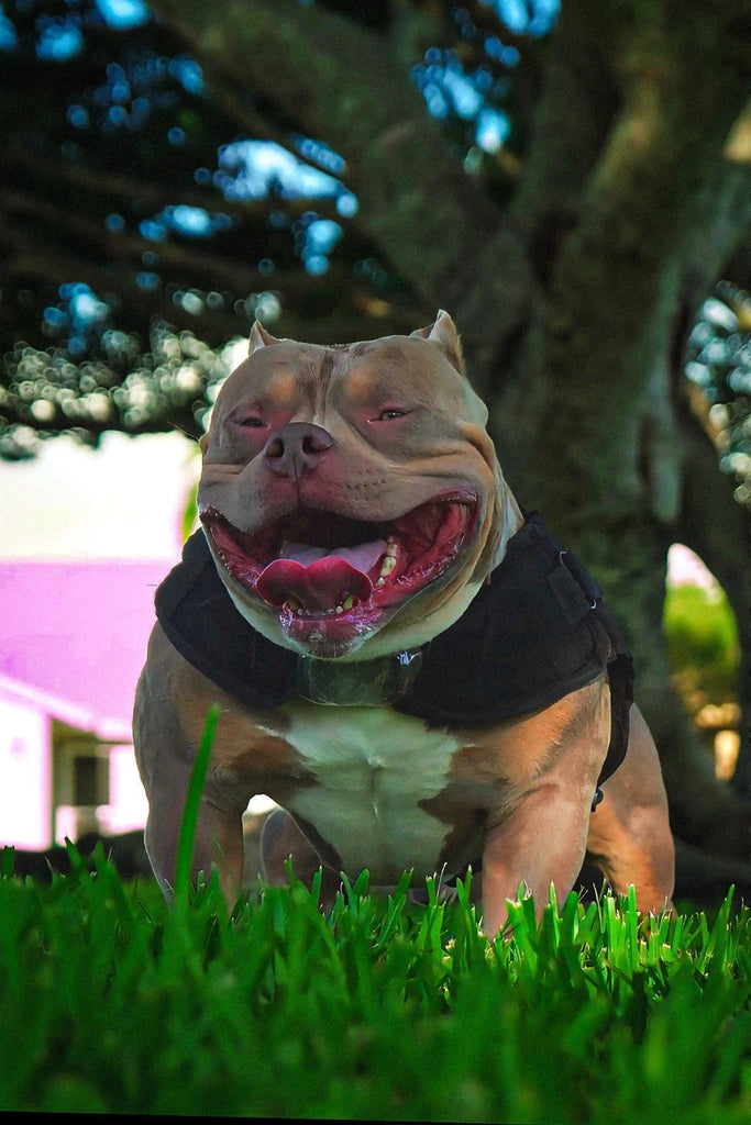 Stud Contract & Semen Shipping Terms (2025): Avoid Chargebacks & Missed Progesterone Windows-Venomline | Top Pocket American Bully Breeder