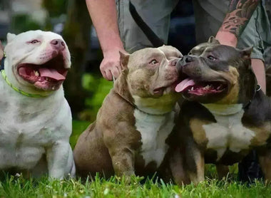 The $2 Billion American Bully Market | 2025 Size, Value & Trends
