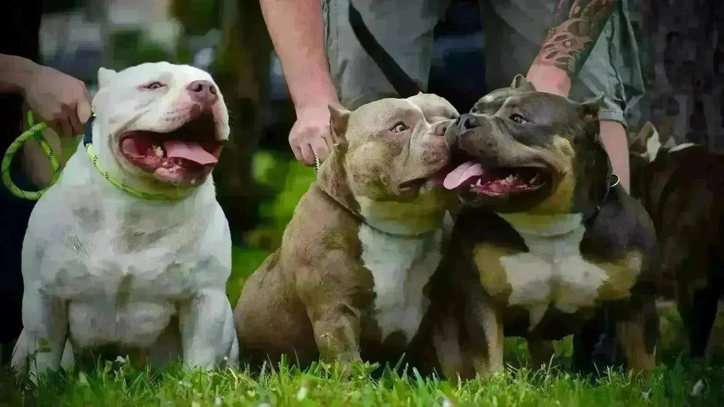 The $2 Billion American Bully Market | 2025 Size, Value & Trends-Venomline | Top Pocket American Bully Breeder