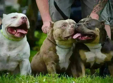 The $2 Billion American Bully Market | 2025 Size, Value & Trends