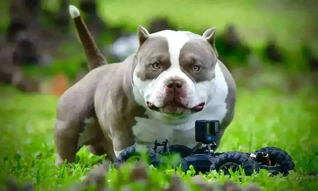 The American Bully — Everything You Need to Know About the Fastest Growing Breed in 2025-Venomline | Top Pocket American Bully Breeder