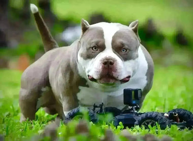 The American Bully — Everything You Need to Know About the Fastest Growing Breed in 2025