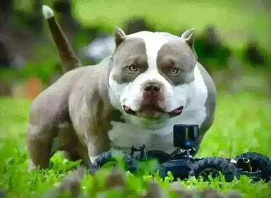 The American Bully — Everything You Need to Know About the Fastest Growing Breed in 2025