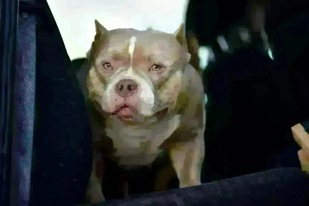 The American Bully Market Is Saturated — But Quality Still Sells-Venomline | Texas Size Bullies | Top Pocket Bully Kennel