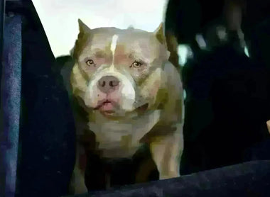 The American Bully Market Is Saturated — But Quality Still Sells