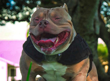 The Definitive Guide to American Bully Diet & Nutrition (2025)