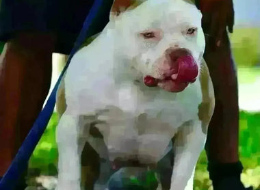 The Pocket Bully Breeder’s Blueprint (2025): Ethics, Genetics & Growth Strategy