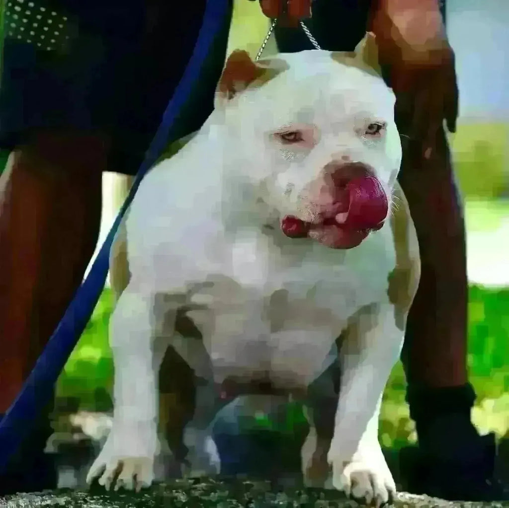 The Pocket Bully Breeder’s Blueprint (2025): Ethics, Genetics & Growth Strategy-Venomline | Texas Size Bullies | Top Pocket Bully Kennel