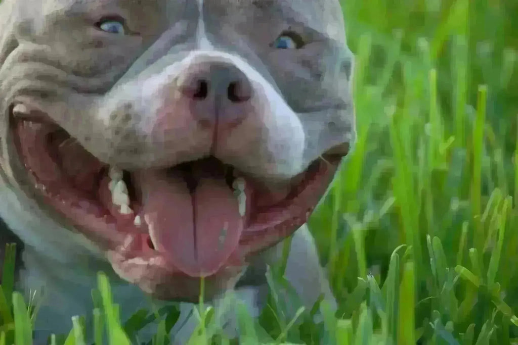 The Real American Pocket Bully Temperament: A Definitive Guide-Venomline | Texas Size Bullies | Top Pocket Bully Kennel