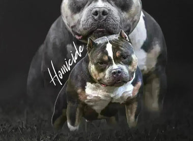 The Ultimate 2025 Guide to International American Bully Stud Service & Semen Shipping