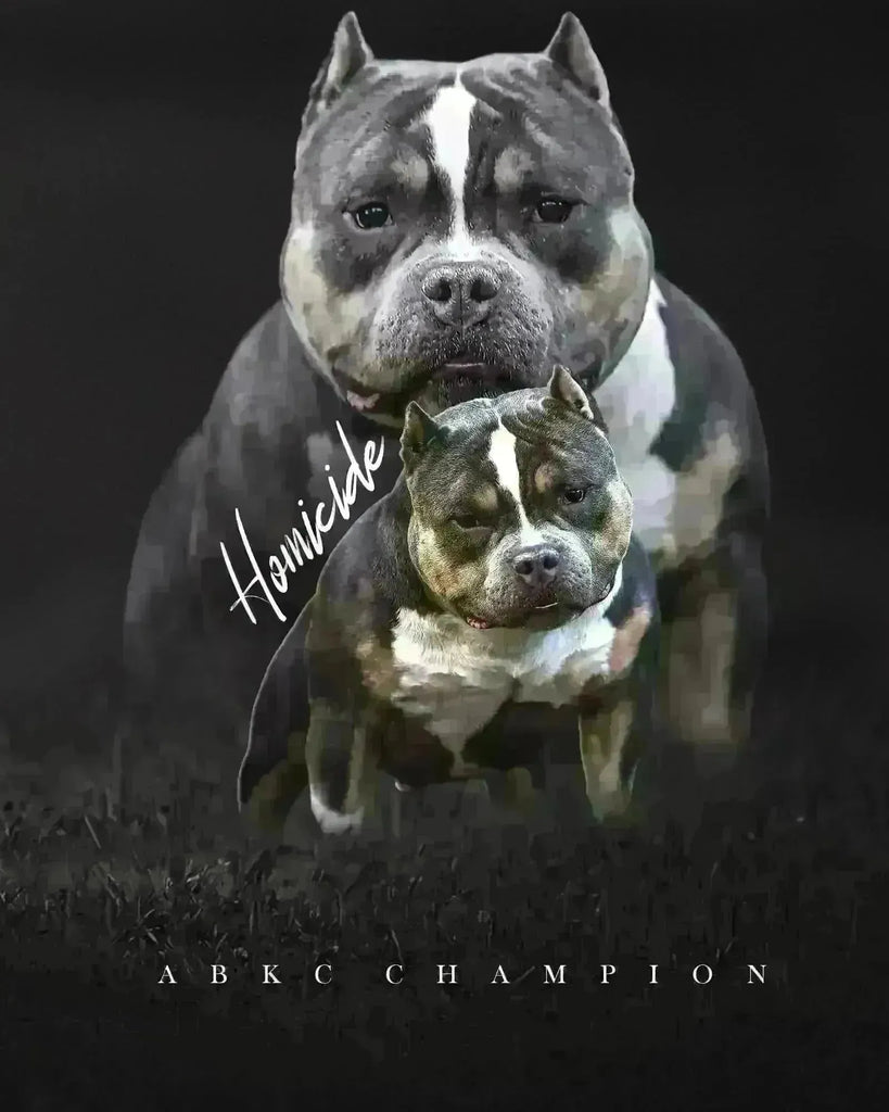The Ultimate 2025 Guide to International American Bully Stud Service & Semen Shipping-Venomline | Top Pocket American Bully Breeder