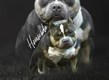 The Ultimate 2025 Guide to International American Bully Stud Service & Semen Shipping