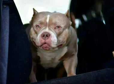 The Ultimate American Bully FAQ (2025 Guide): 125 Questions Answered on Puppies, Studs, Bloodlines, Health & Breeding