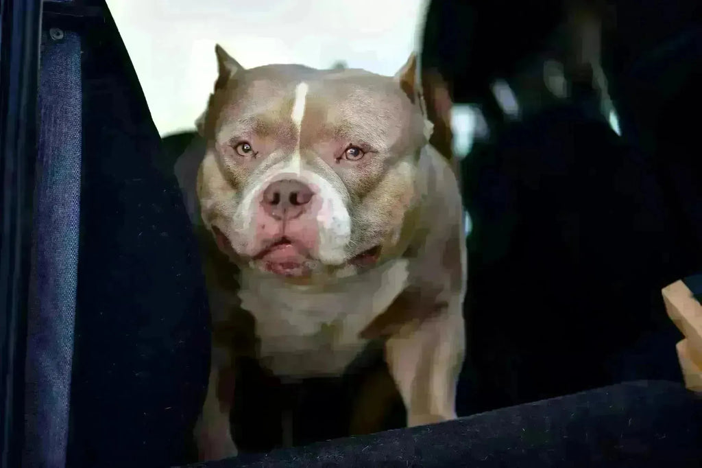 The Ultimate American Bully FAQ (2025 Guide): 125 Questions Answered on Puppies, Studs, Bloodlines, Health & Breeding-Venomline | Top Pocket American Bully Breeder