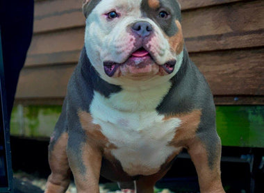 The Ultimate American Bully & Pocket Bully Guide 2025