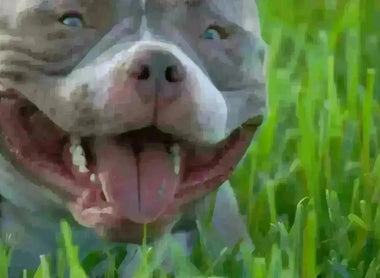 The Ultimate Pocket Bully Breeder's Roadmap: Ethics, Genetics & Profitability (2025 Guide)