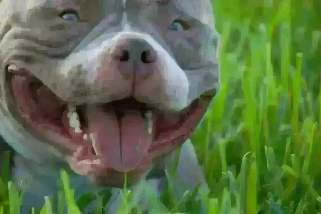 The Ultimate Pocket Bully Breeder's Roadmap: Ethics, Genetics & Profitability (2025 Guide)-Venomline | Texas Size Bullies | Top Pocket Bully Kennel