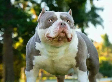 Top American Bully Studs of 2025: Venomline’s Elite Pocket Bully Producers