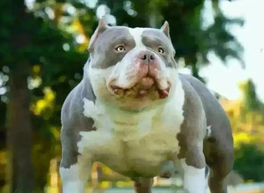 Top American Bully Studs of 2025: Venomline’s Elite Pocket Bully Producers