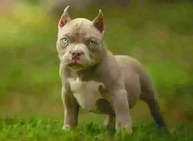 Ultimate Guide to Choosing a Puppy: Understanding the Breeder’s Selection Process