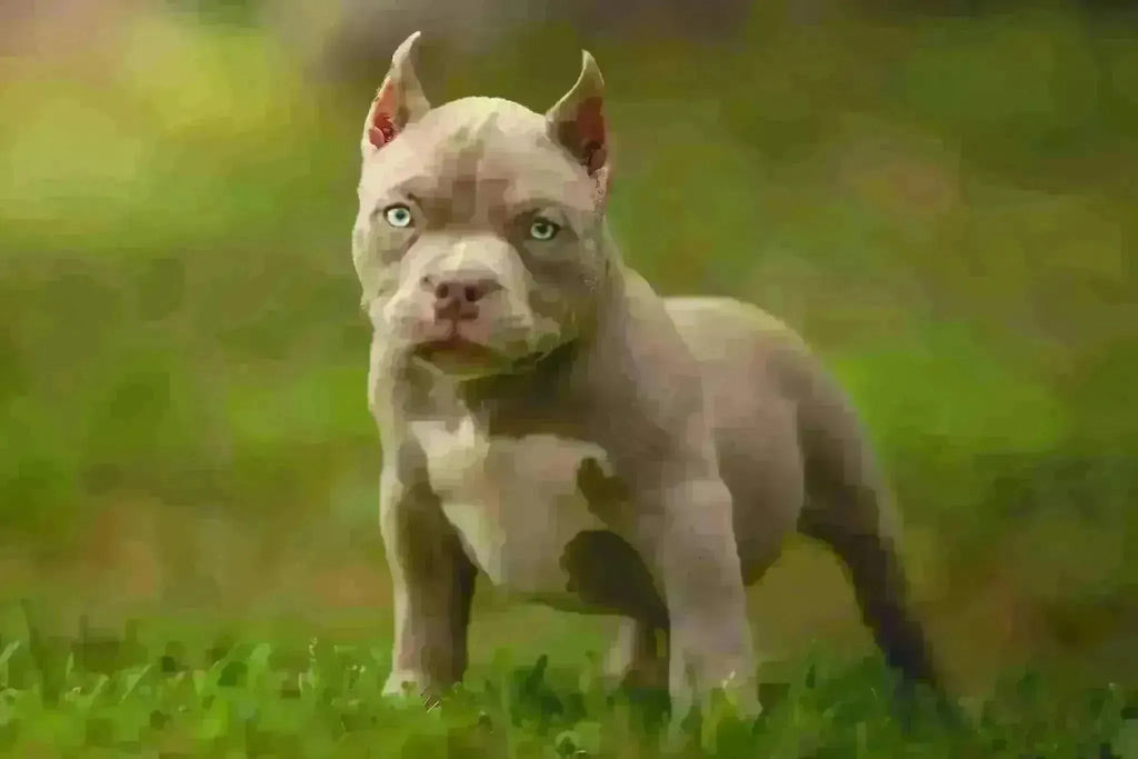 Ultimate Guide to Choosing a Puppy: Understanding the Breeder’s Selection Process-Venomline | Texas Size Bullies | Top Pocket Bully Kennel