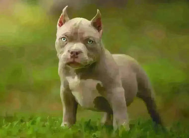 Ultimate Guide to Choosing a Puppy: Understanding the Breeder’s Selection Process