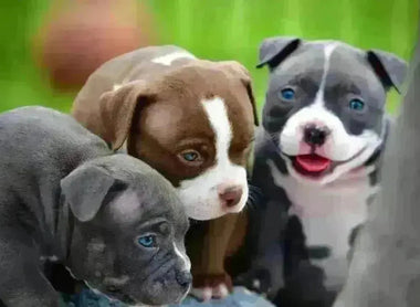 Understanding Progesterone Test Results & Determining Optimal Breeding Days (2025 Breeder Guide)
