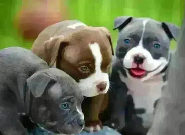 Understanding Progesterone Test Results & Determining Optimal Breeding Days (2025 Breeder Guide)