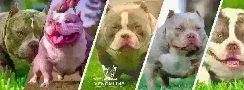 Unveiling the Reign of Venomline: The #1 American Bully Bloodline-Venomline | Texas Size Bullies | Top Pocket Bully Kennel