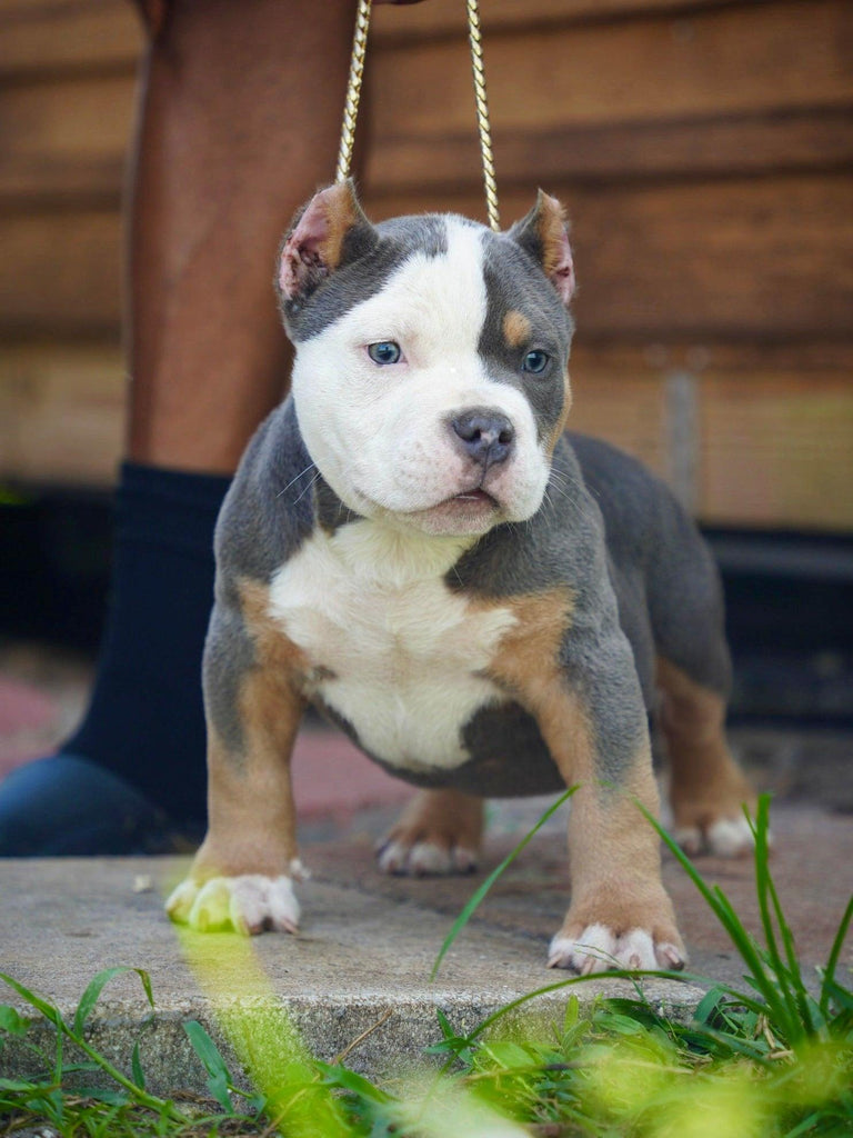 Venomline Pocket Bullies: January 2025 Update & Latest News-Venomline | Texas Size Bullies | Top Pocket Bully Kennel