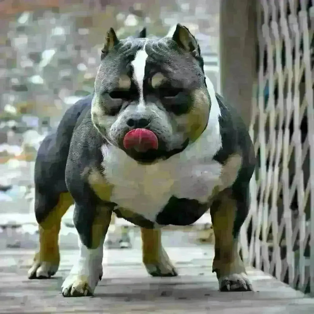 Venomline Pocket Bullies: Legacy, Bloodline & Future — Elite Breedings 2025-Venomline | Texas Size Bullies | Top Pocket Bully Kennel